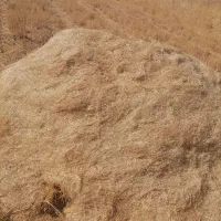 کاه گندم