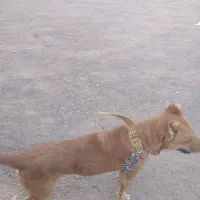 باسلام سگ نگهبان