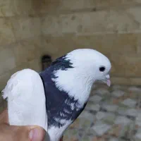 دوعدد کبوتر|حیوانات|خرم‌آباد, |دیوار