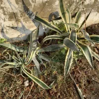 گلهای طبیعی