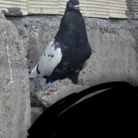 کبوتر