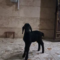 بره شیری نر افشاری  پستونگی