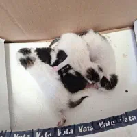 گربه واگذاری