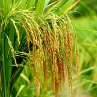 تامین کننده برنج وارداتی و ایرانی در مقدار بالا