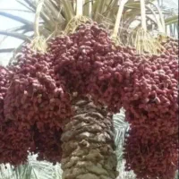 خوشه بری