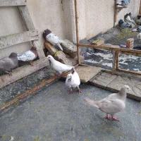 تعدادی کبوتر دورگ وپلاکی|پرنده|فولادشهر, زاینده رود|دیوار