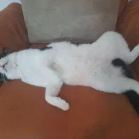 میلو خوشکل و ناز|گربه|شاهرود, |دیوار