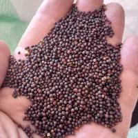 کلزا بوجاری شده درجه یک مخصوص روغن گیری