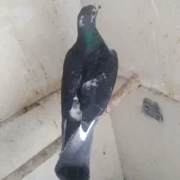 کبوتر کفتر پلاکی