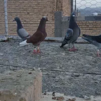 کبوتر پلاکی