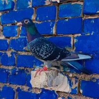 کبوتر پرنده ماده پلاکی درجه یک|پرنده|کارون, |دیوار