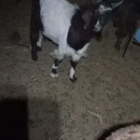 بره و بزغاله چاق کم شکم|حیوانات مزرعه|قائن, |دیوار