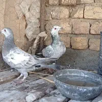 ۱۲ تا کفتر پلاکی|پرنده|مرودشت, تخت جمشید|دیوار