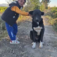 سگ گم شده|سگ|قره چای, |دیوار