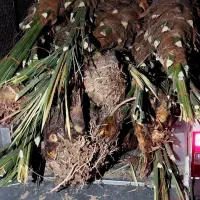 پاجوش برحی اصل