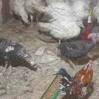 بوقلمون نرو ماده برنز اصیل بومی اردک و بلدرچین|حیوانات مزرعه|قم, سراجه (۱۵ خرداد)|دیوار