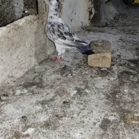 پرنده. کفتر سوسکی بزک