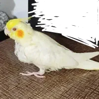 جوجه عروس هلندی