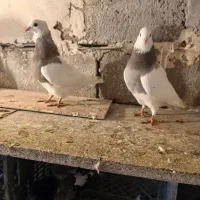 کبوتر سینه طوقی سرکه ای