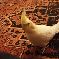 عروس هلندی رام و دستی
