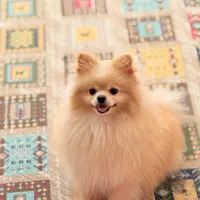 سگ پامر خرسی