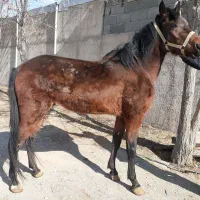 اسب نریان آرام