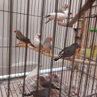 فنچ|پرنده|تهران, ارجمندی راد|دیوار