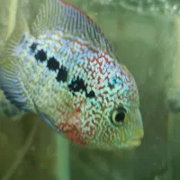 فلاور کانفا