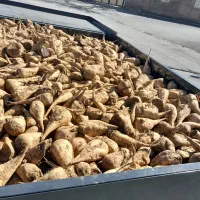 چغندر برای دامداران