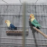 کتوله برزیلی فروشی|پرنده|میناب, |دیوار