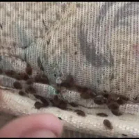 سمپاشی تضمینی ساس سوسک کنه۱۰۰٪(رسالت پنچتن گلشهر )|خدمات نظافت|مشهد, طلاب|دیوار