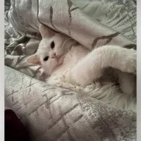 گربه پرشین ماده|گربه|فاضل آباد, |دیوار