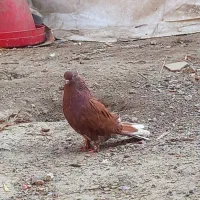 کفتر سرخ نر کاکل