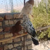 کفتر|پرنده|گیلوان, |دیوار