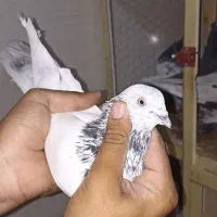 کاشانی پرشی