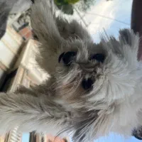 حیوان خانگی