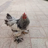 خروس