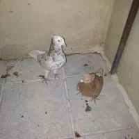 کفتر دم سفید