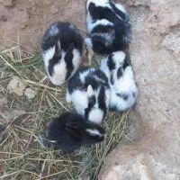 خرگوش|موش و خرگوش|قائن, |دیوار