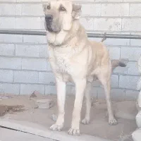 سگ نگهبان