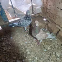 کبوتر|پرنده|دشتابی, |دیوار