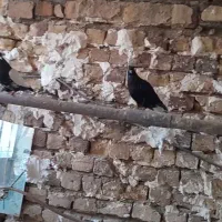 کبوتر یا کفتر نقش خیلی خیلی خوب قیمت جفتی یک ملیون