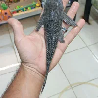 فروش ماهی های زینتی|ماهی|لار, |دیوار