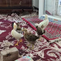 جوجه سالم وواکسن زده