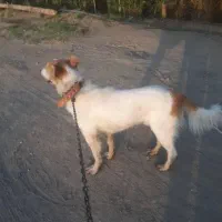 مژدگانی به یابنده سگ|حیوانات|بروجرد, |دیوار