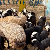 12راس میش بره دار و دوقلو|حیوانات مزرعه|قزوین, |دیوار