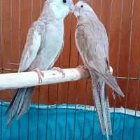 عروس هلندی مولد