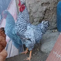 خروس محلی ۸ ماهه