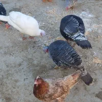 بوقلمون نروماده|حیوانات مزرعه|بروجرد, |دیوار