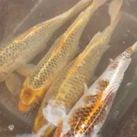 ماهی کوی|ماهی|صومعهسرا, |دیوار